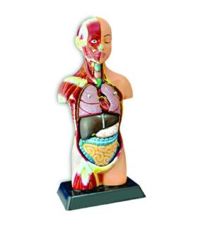 نیم تنه انسان 1/2 |  |9789651186035