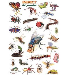 برچسب آموزشی | متفرقه |9789651144790