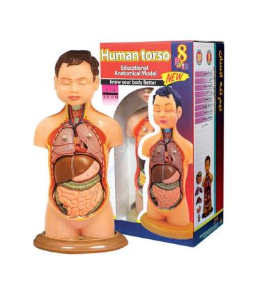 نیم تنه بدن انسان | متفرقه |5591022298998