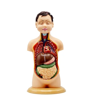 نیم تنه بدن انسان | متفرقه |5591022298998