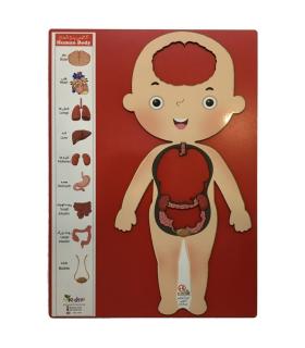 آناتومی بدن انسان چوبی نوول چوب | متفرقه |