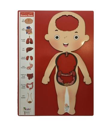 آناتومی بدن انسان چوبی نوول چوب | متفرقه |