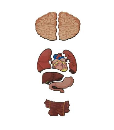 آناتومی بدن انسان چوبی نوول چوب | متفرقه |