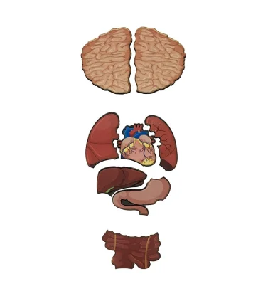 آناتومی بدن انسان چوبی نوول چوب | متفرقه |