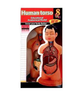 نیم تنه انسان 8 قطعه 1/4 |  |9789651143991